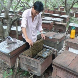 Việt Nam tiếp tục được xuất khẩu mật ong tươi vào EU