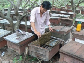Việt Nam tiếp tục được xuất khẩu mật ong tươi vào EU